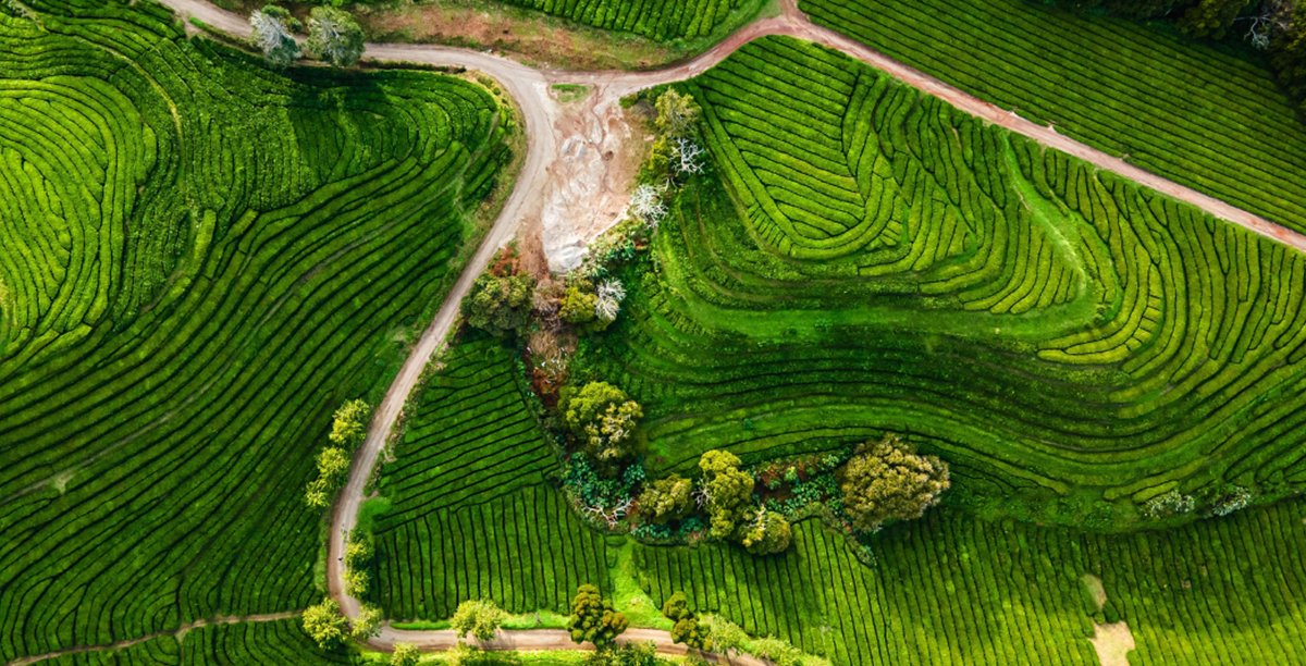 Utilizarea CO2 în industrie și agricultură